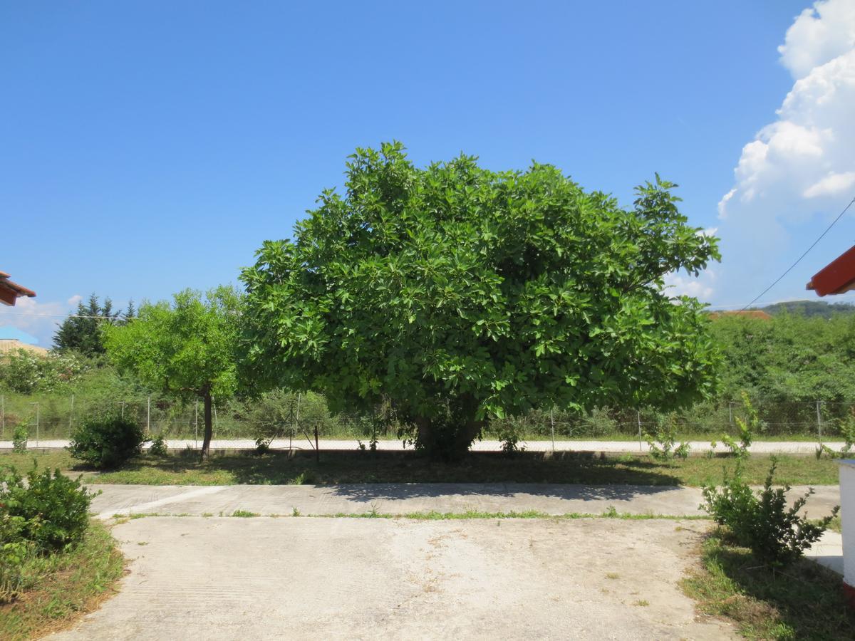 Sidari Studios מראה חיצוני תמונה